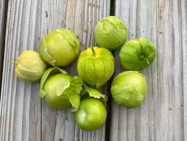 Como crescer Tomatillos em um recipiente