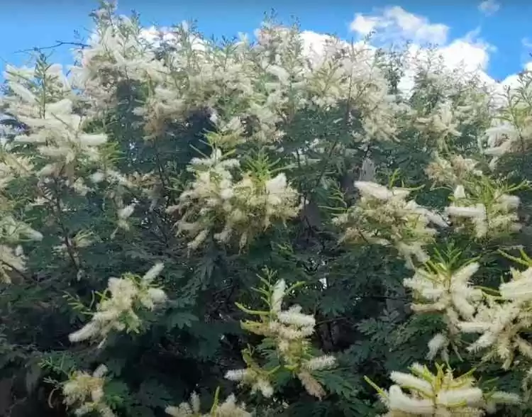 Como cultivar a arvore Mimosa Hostilis