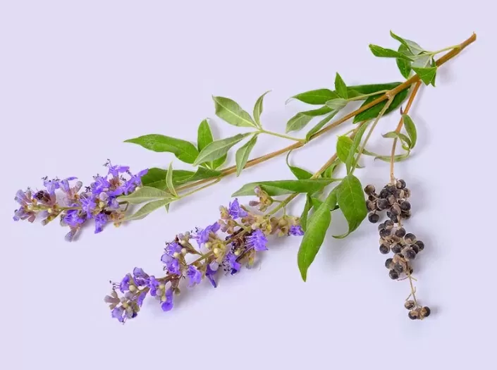 Chasteberry – Benefícios, Para Que Serve e Efeitos Colaterais