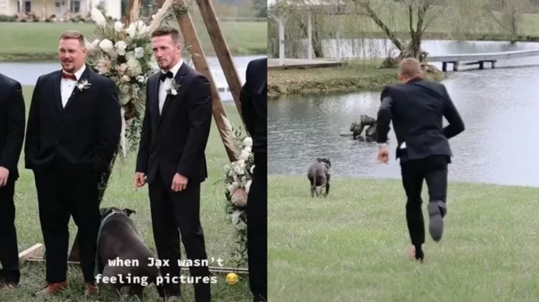 Cachorro abandona sessão de fotos em casamento e vai nadar