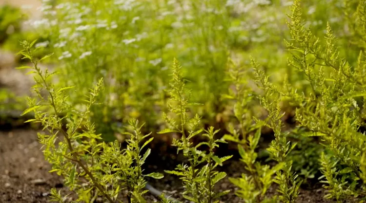 Como cultivar a erva Epazote Disphania ambrosioides
