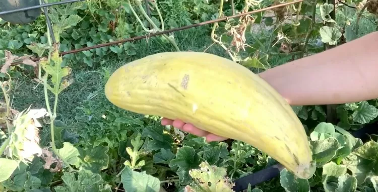 Como cultivar melao banana Cucumis melo
