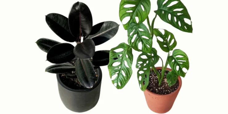 6 Plantas que estão na moda e fáceis de cuidar